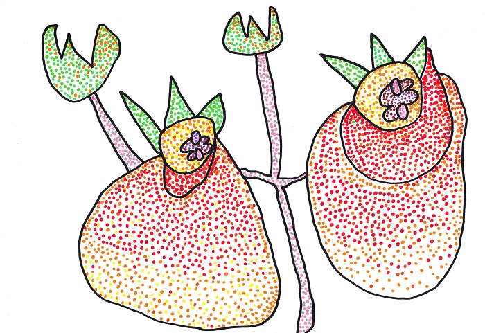 51 Calceolaria