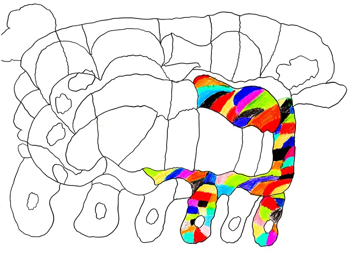 493 Zebra