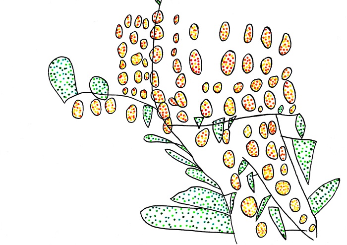 90 Mimose