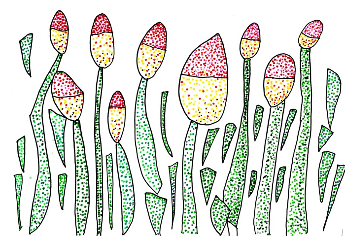 95 Kniphonia (Giglio della Torcia)